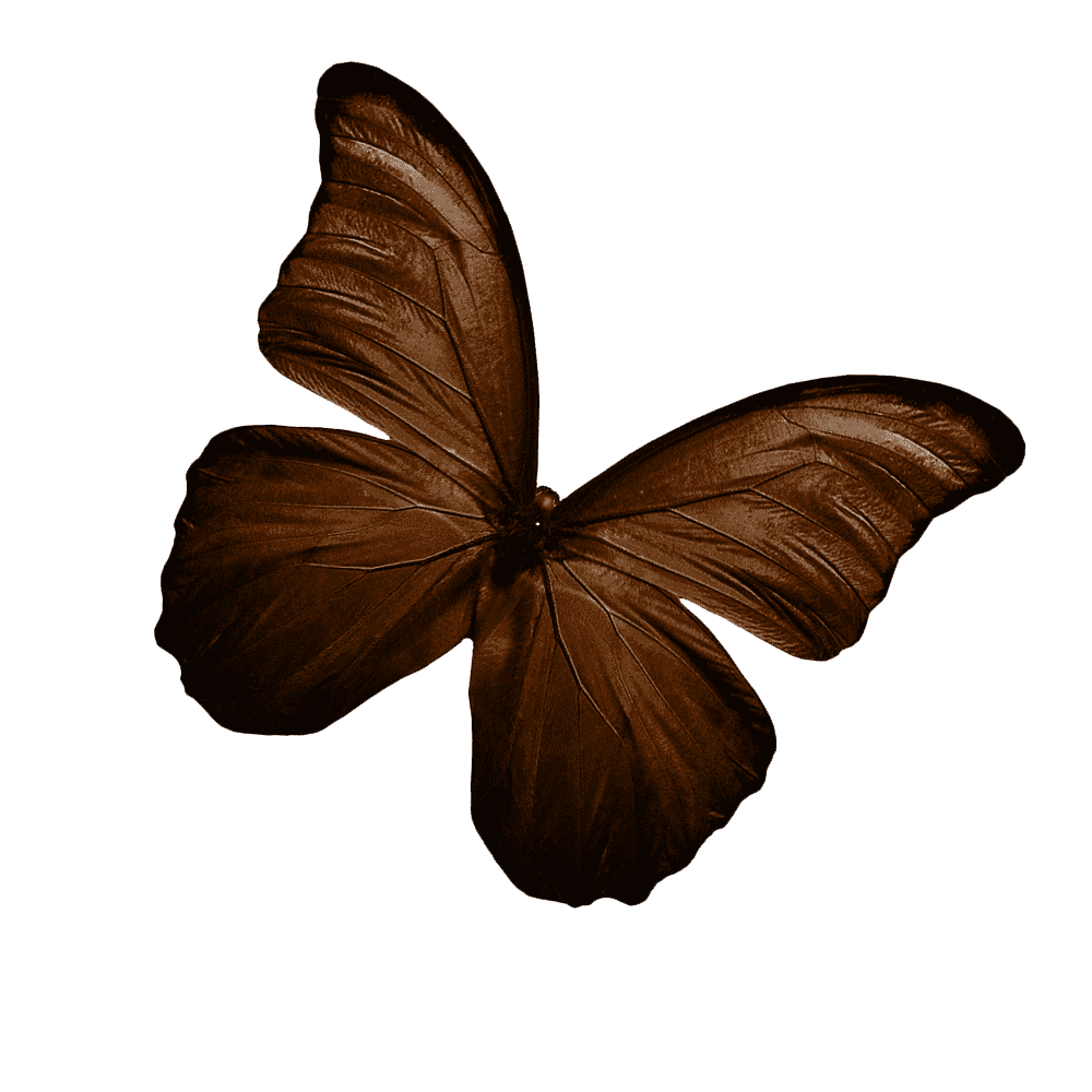 Brown Butterfly Transparent Gallery