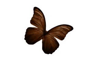 Brown Butterfly PNG