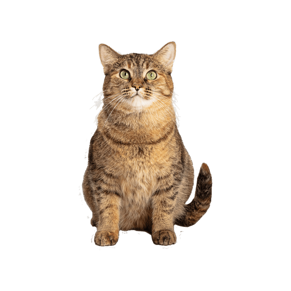Brown Cat Transparent Image