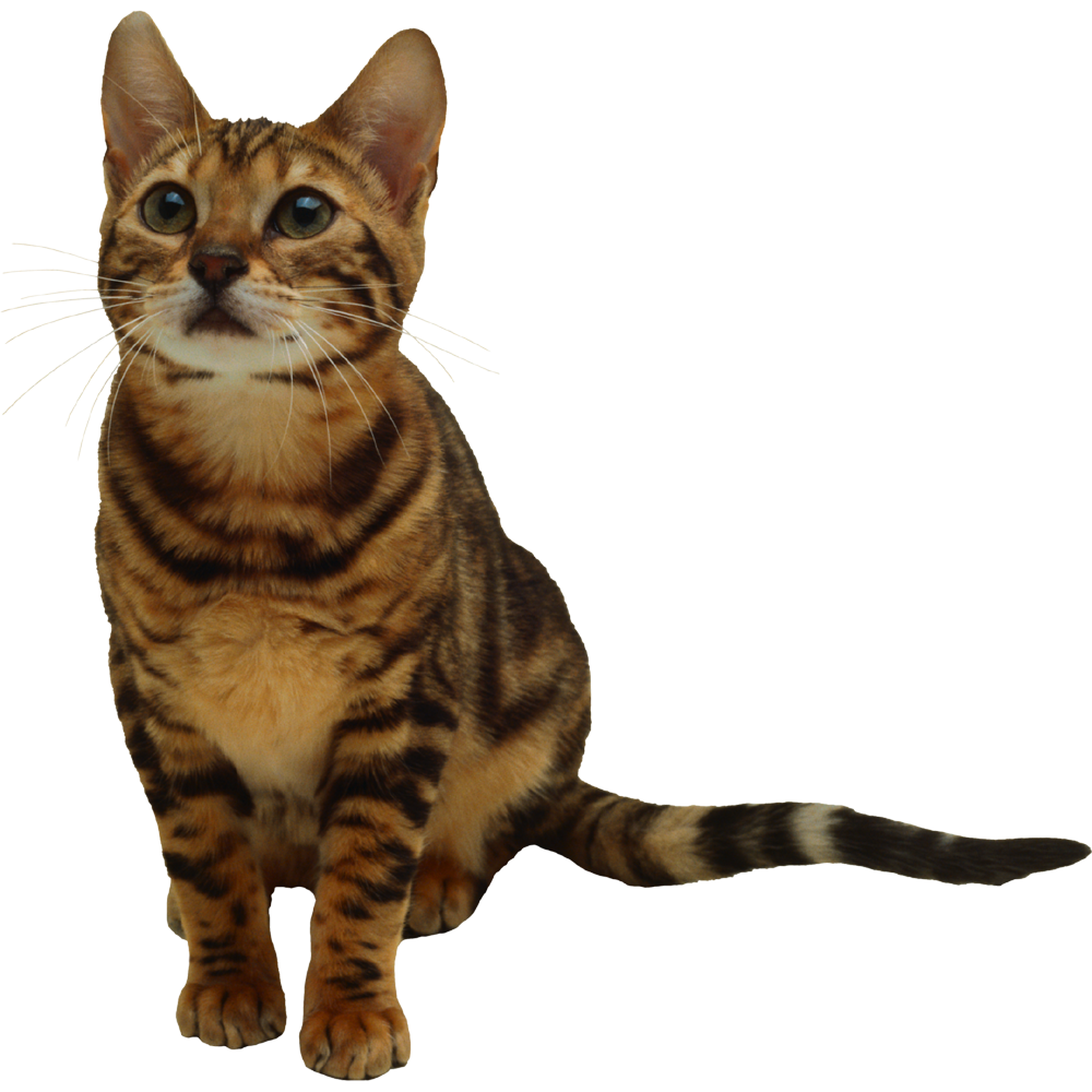 Brown Cat Transparent Clipart