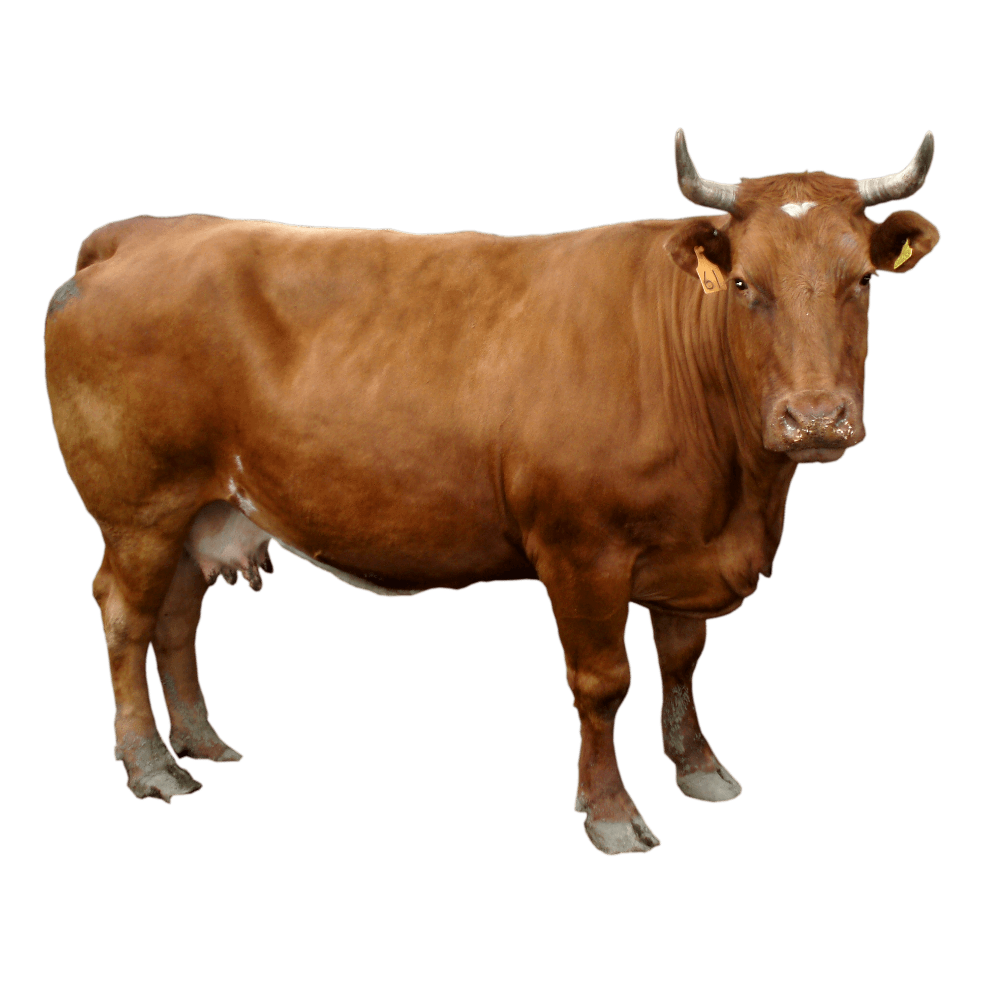 Brown Cow Transparent Picture