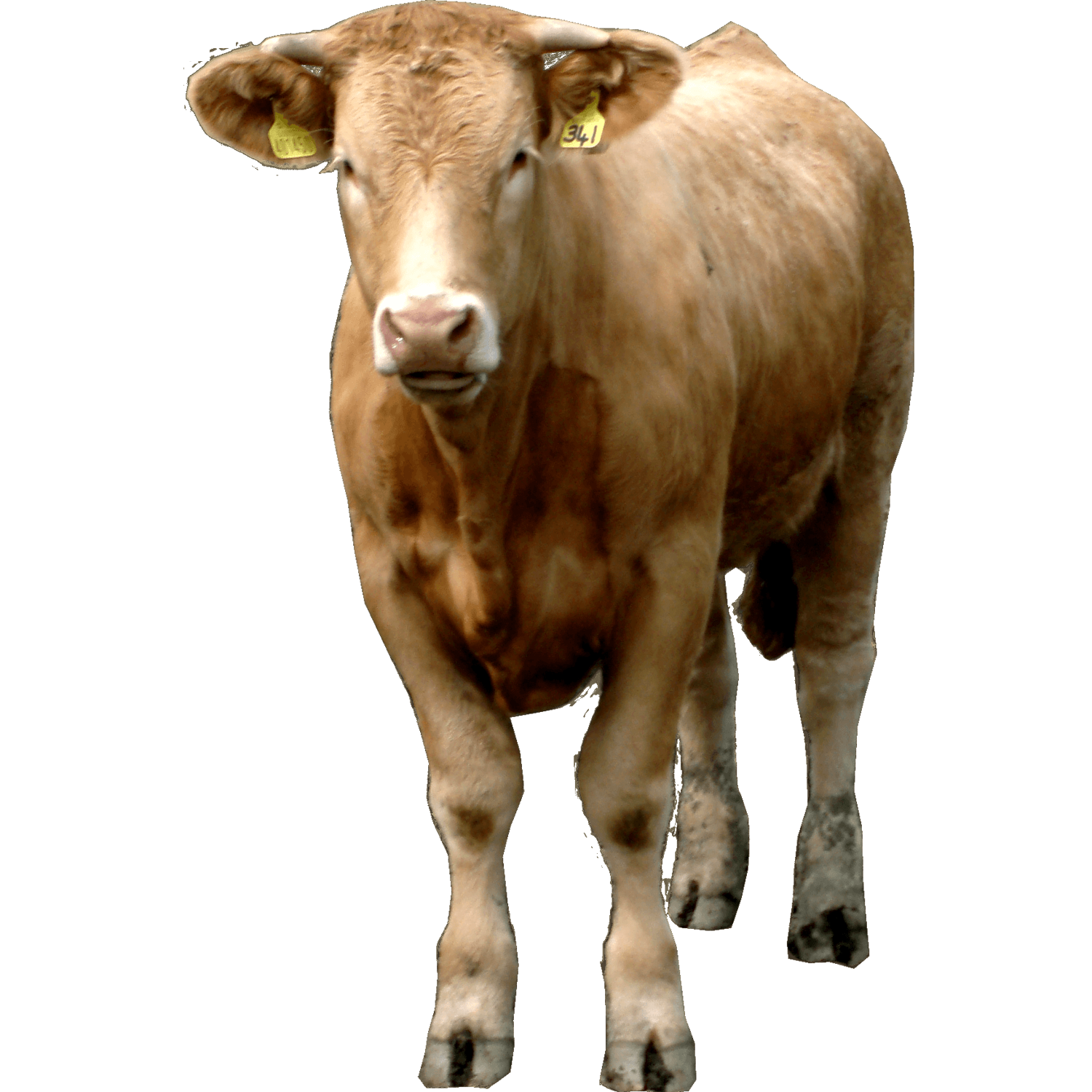 Brown Cow  Transparent Clipart