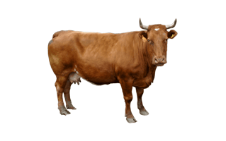 Brown Cow PNG