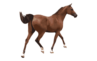 Brown Horse PNG