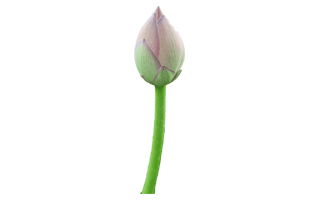 Bud PNG