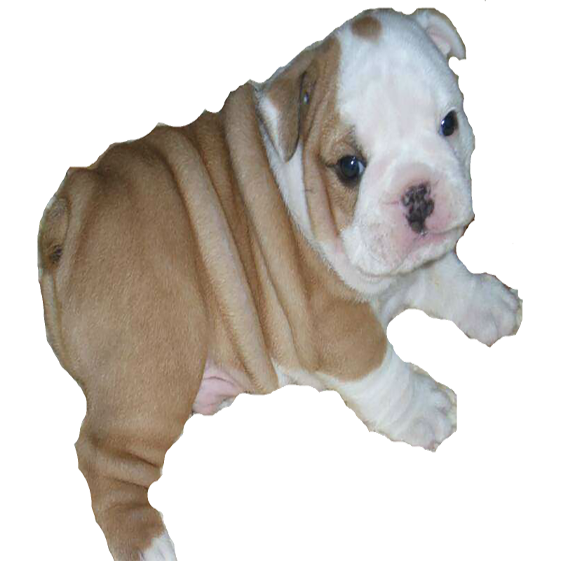 Bulldog Transparent Image