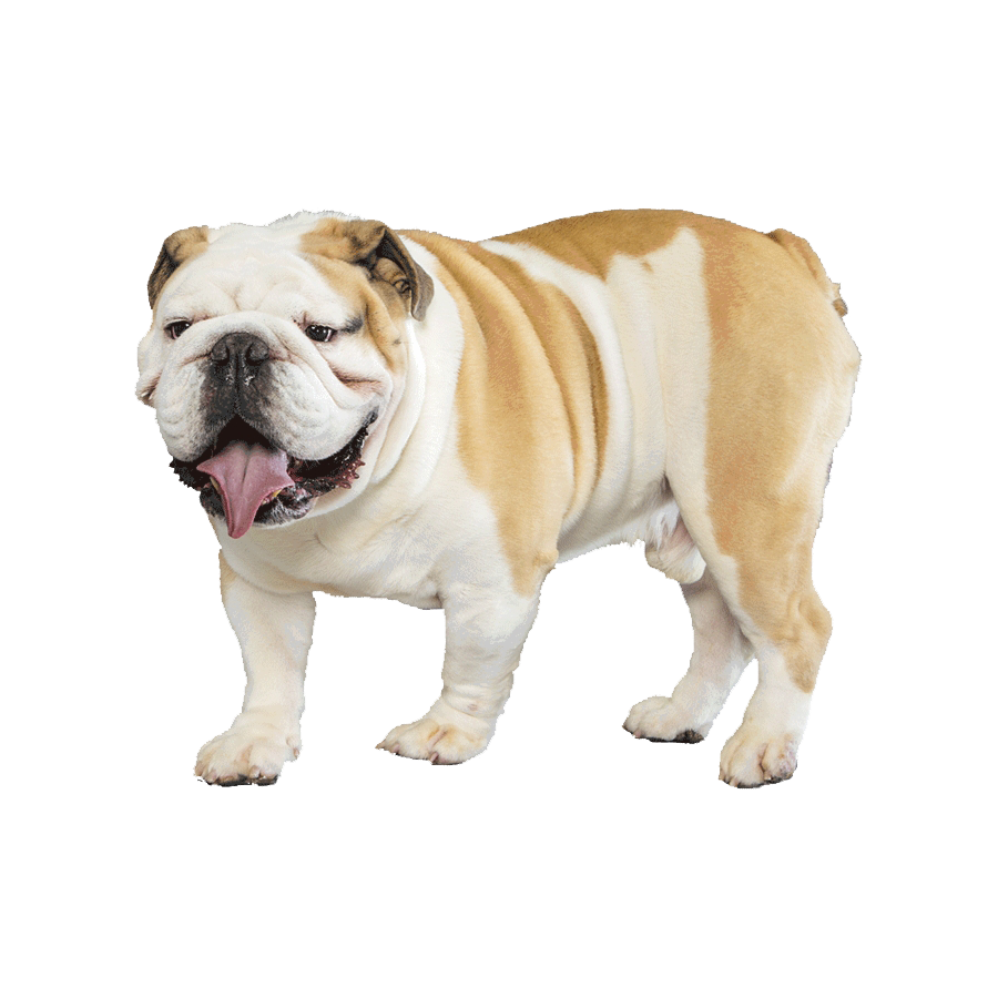 Bulldog Transparent Photo
