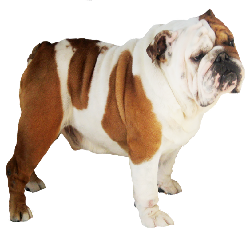 Bulldog Transparent Picture