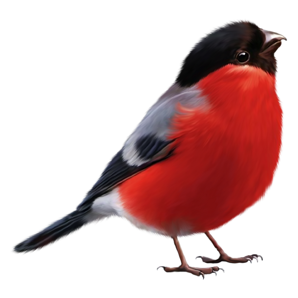 Bullfinch Transparent Image