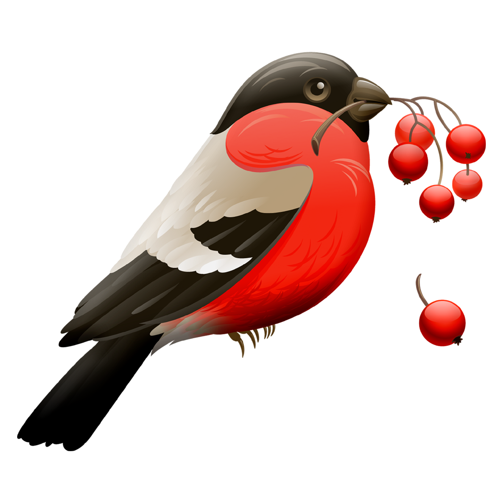 Bullfinch Transparent Photo