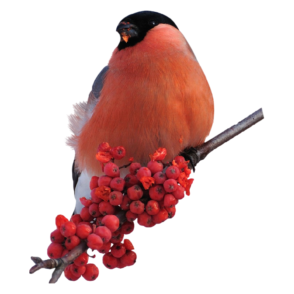 Bullfinch Transparent Picture