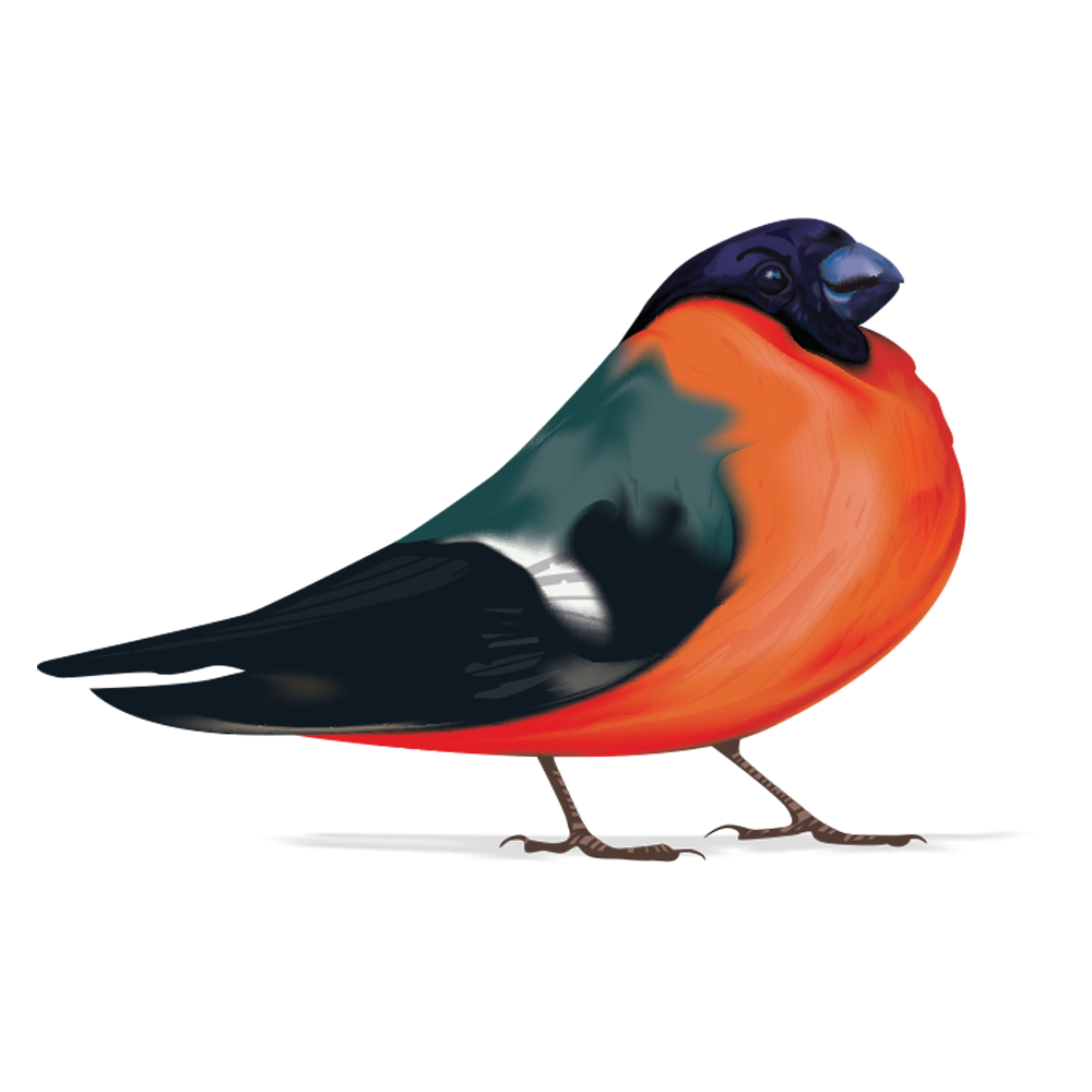 Bullfinch Transparent Clipart