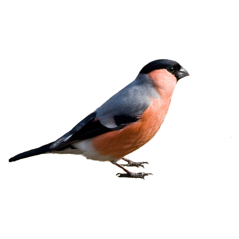 Bullfinch Transparent Gallery