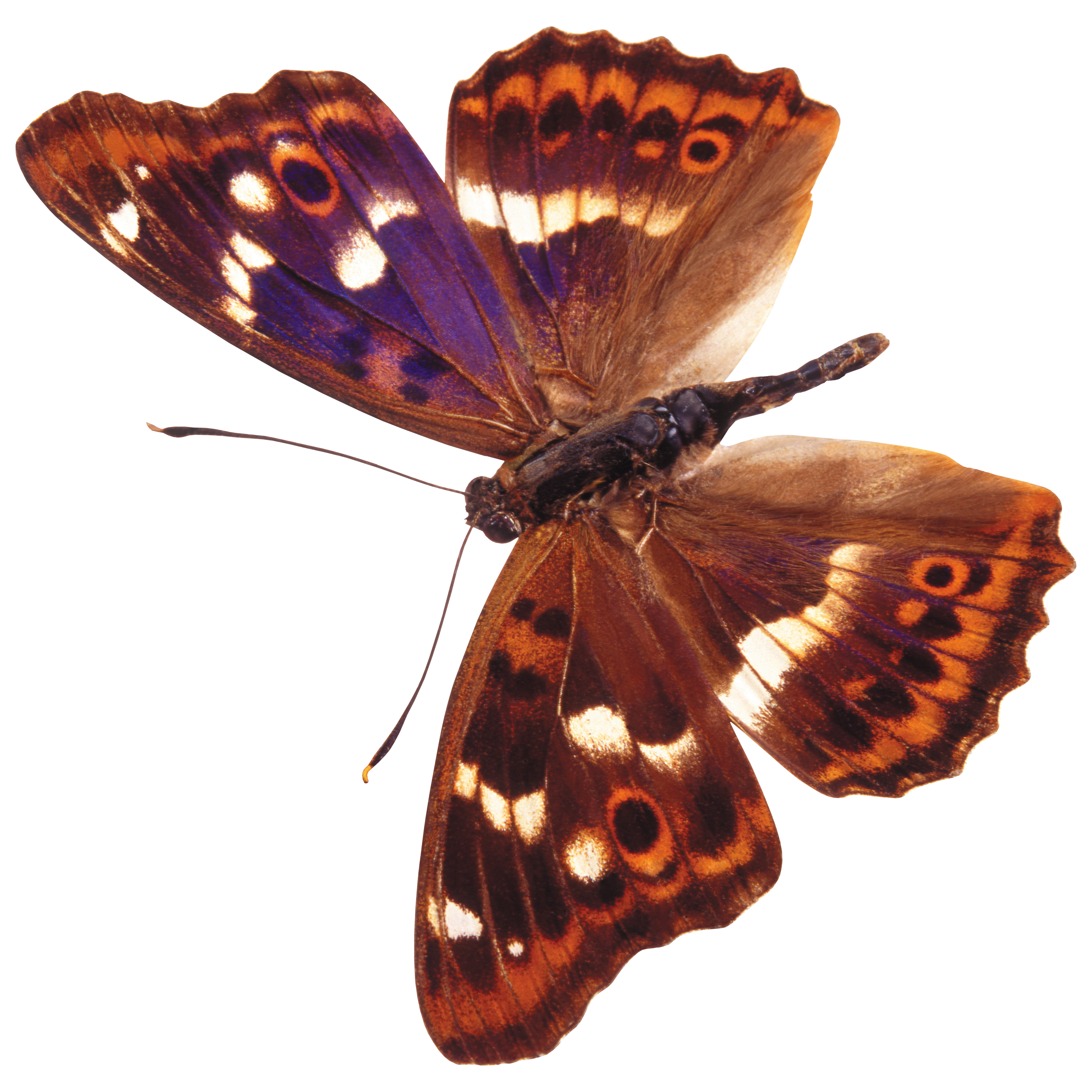 Butterfly Transparent Picture