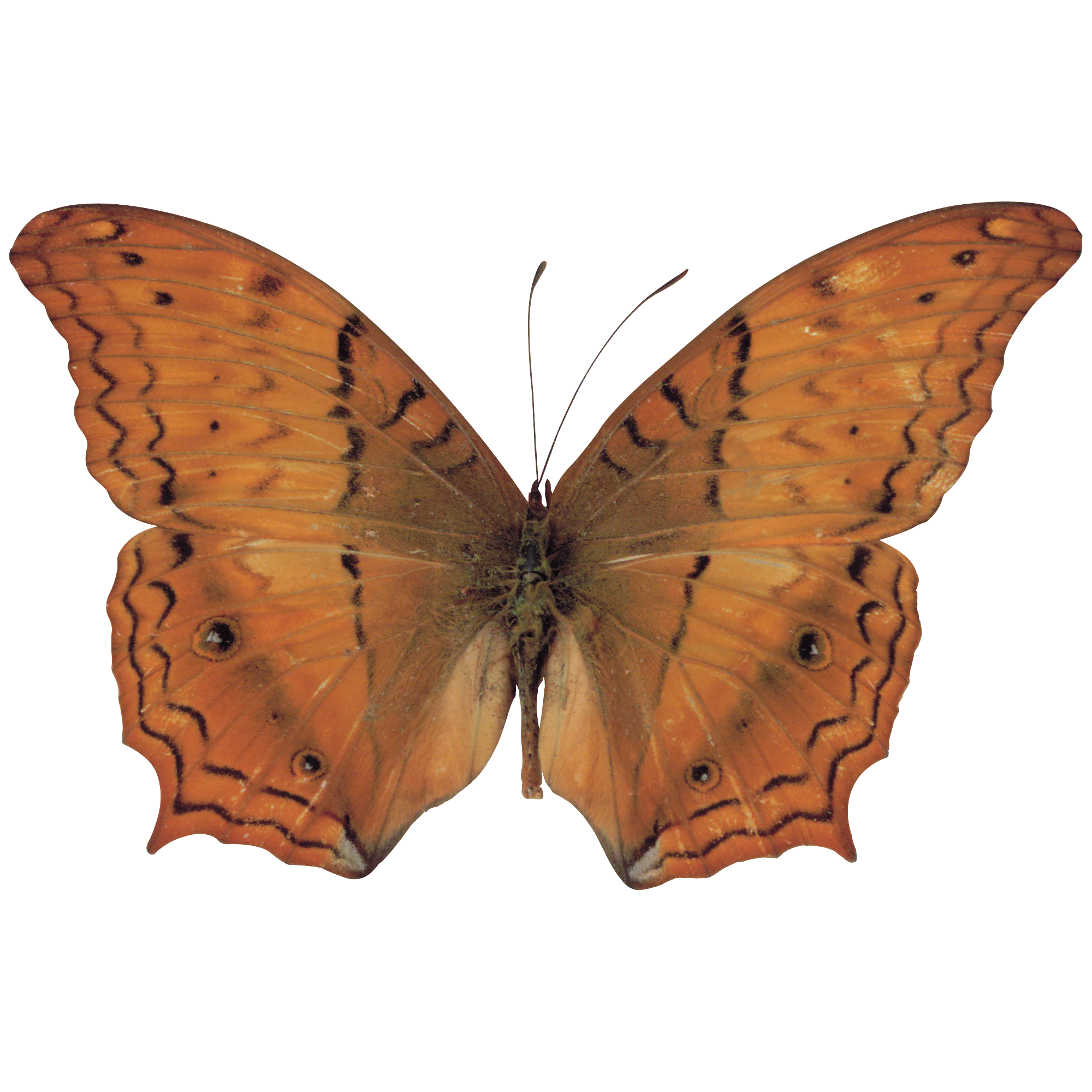 Butterfly Transparent Clipart