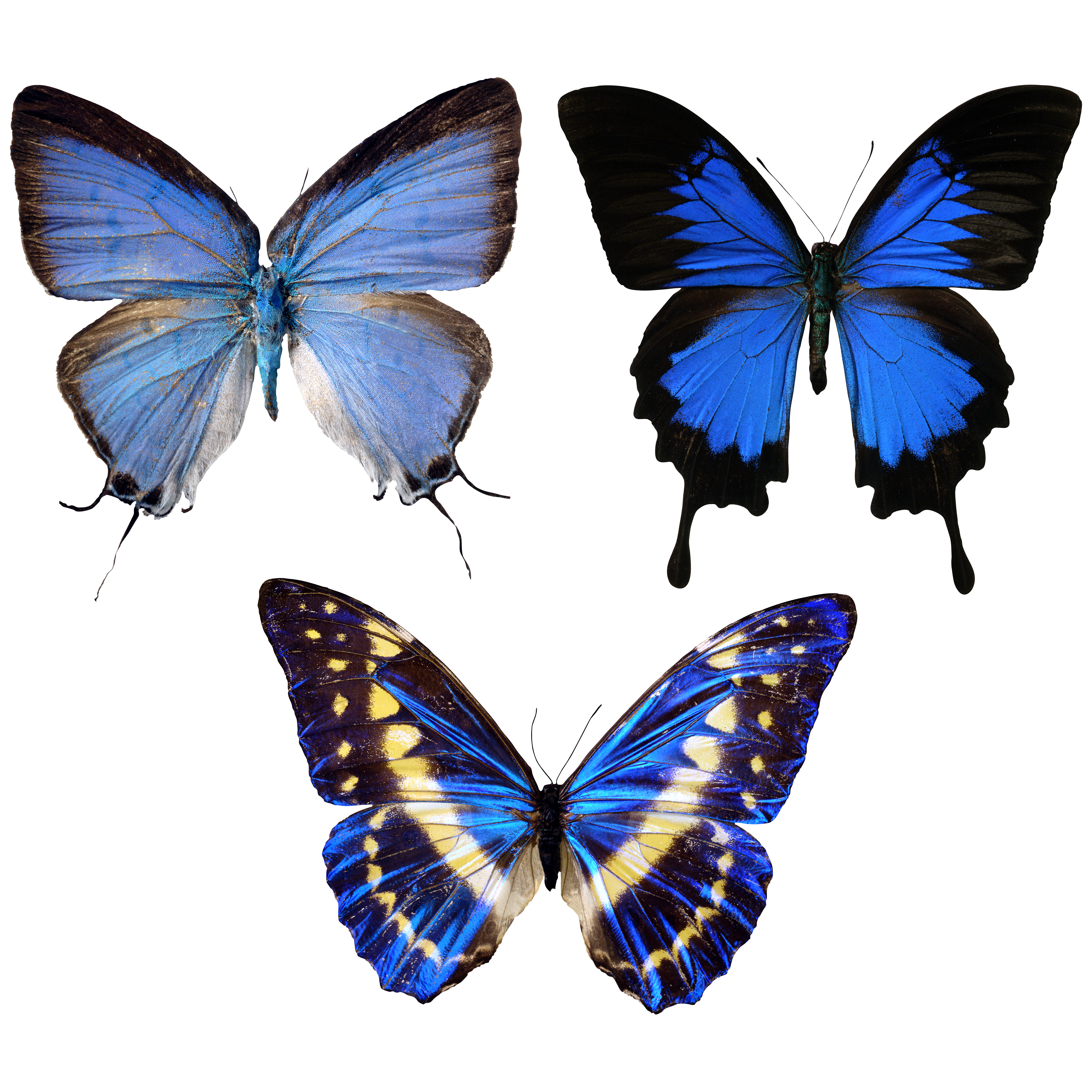 Butterfly Transparent Gallery