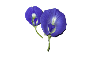 Butterfly Pea PNG