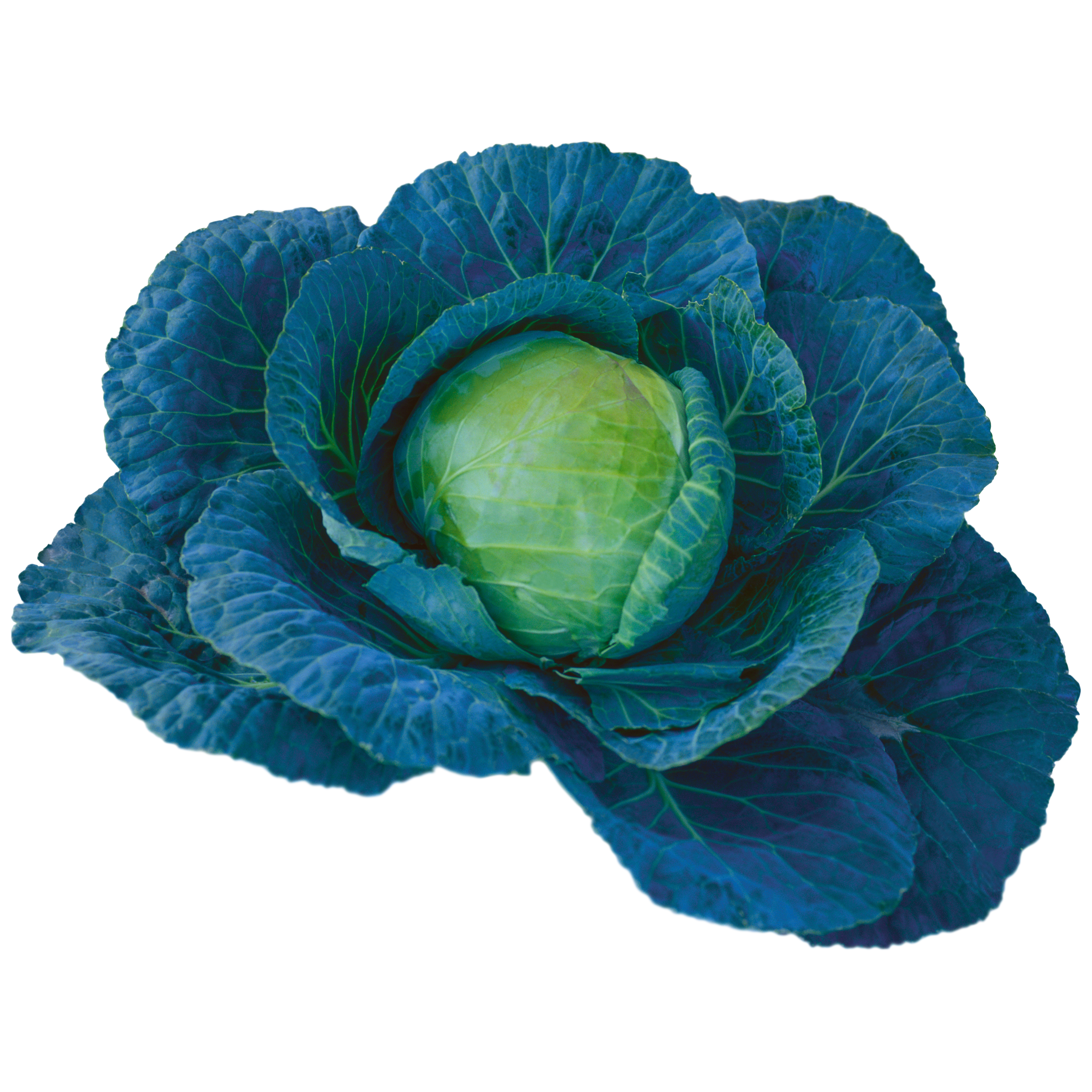 Cabbage Transparent Gallery