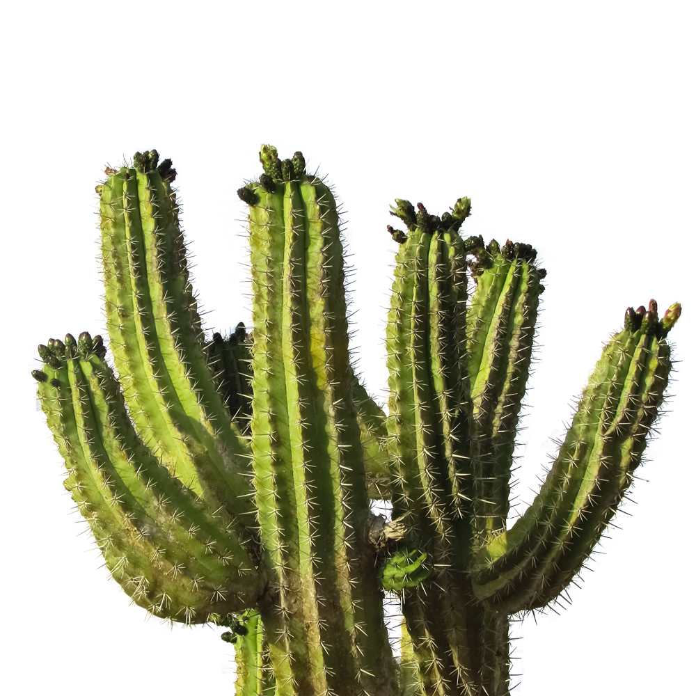 Cactus Transparent Image
