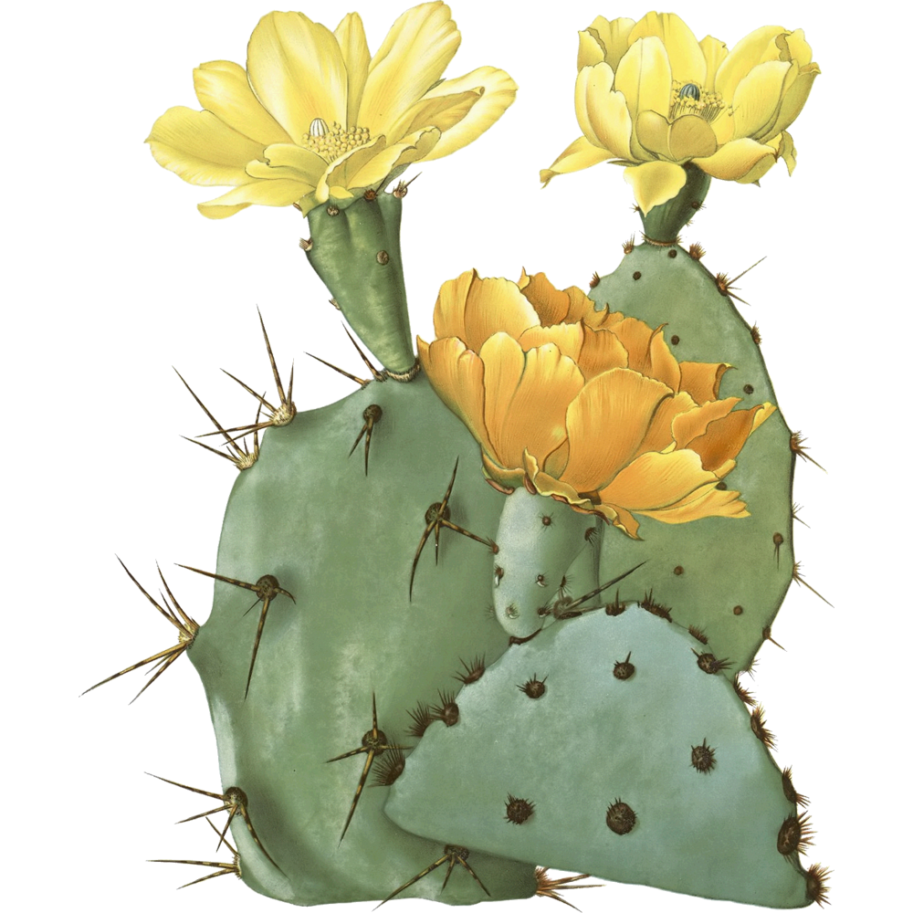 Cactus Transparent Photo
