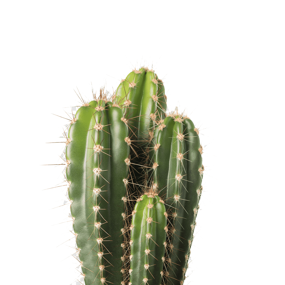 Cactus Transparent Picture