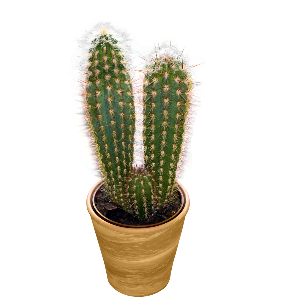 Cactus Transparent Clipart
