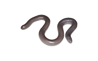 Caecilian PNG