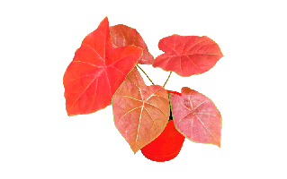 Caladium PNG