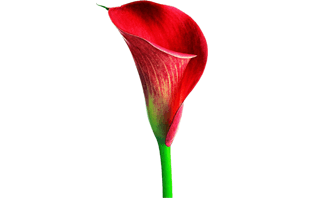 Calla Lily PNG