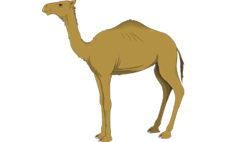 Camels PNG