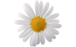 Camomile PNG