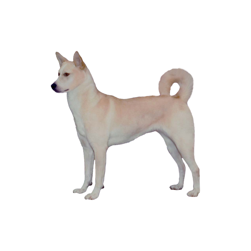 Canaan Dog Transparent Picture