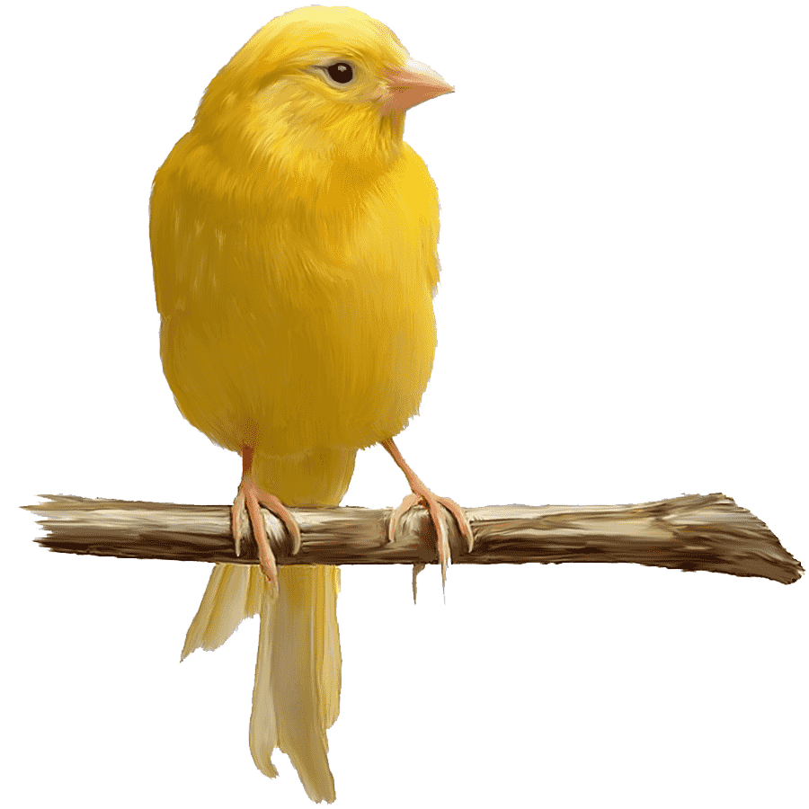 Canary Transparent Picture
