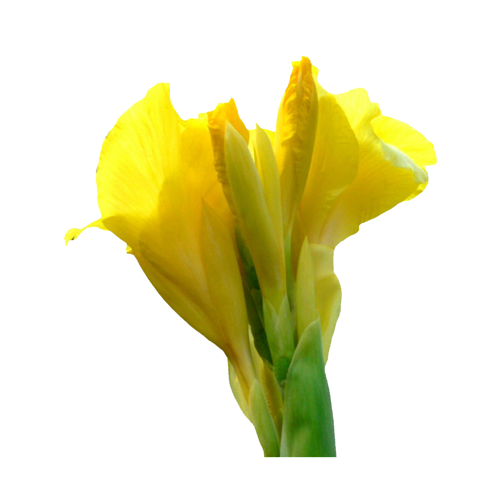 Canna Indica Flower Transparent Image