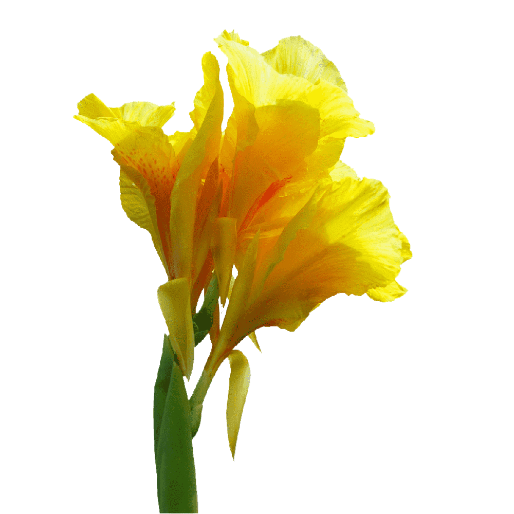 Canna Indica Flower Transparent Photo