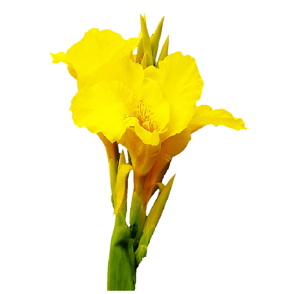 Canna Indica Flower Transparent Picture