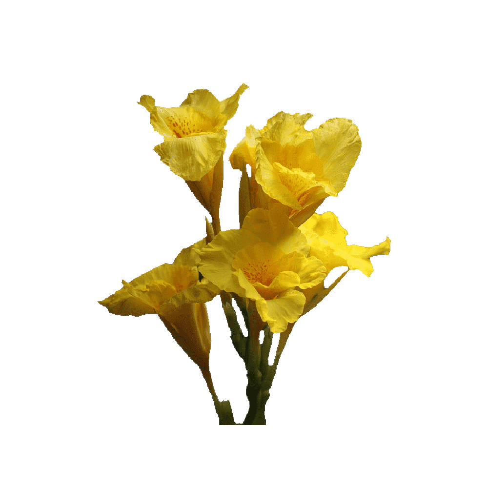 Canna Indica Flower Transparent Clipart