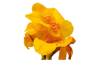 Canna Indica Flower PNG