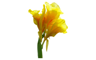 Canna Lily PNG