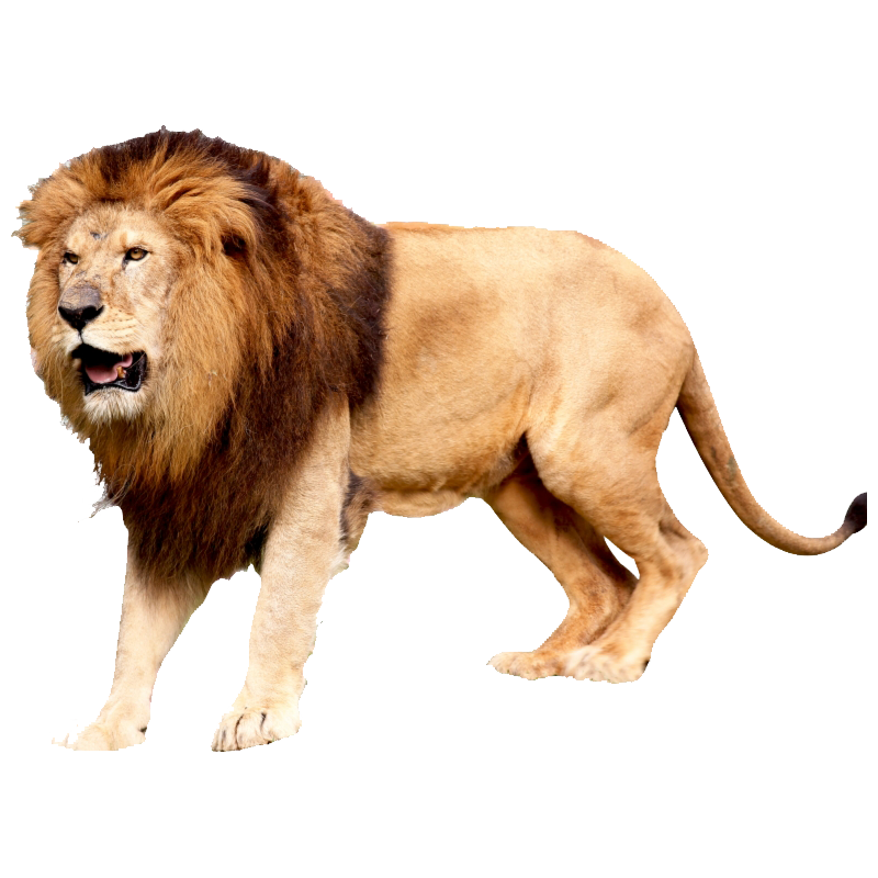 Cape Lion Transparent Image