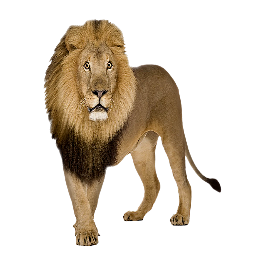 Cape Lion Transparent Picture