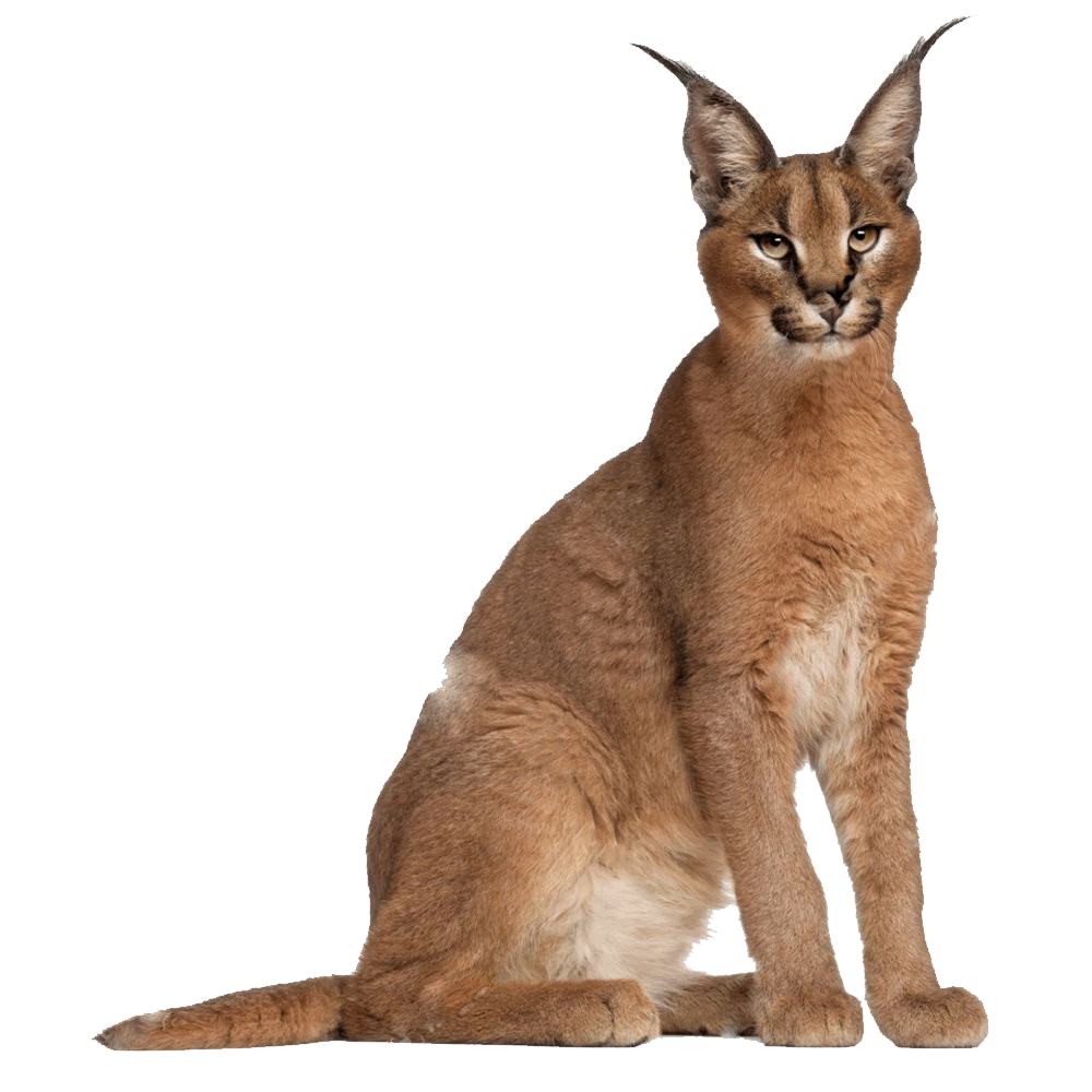 Caracal Cat Transparent Clipart