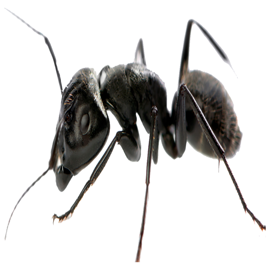 Carpenter Ant Transparent Photo