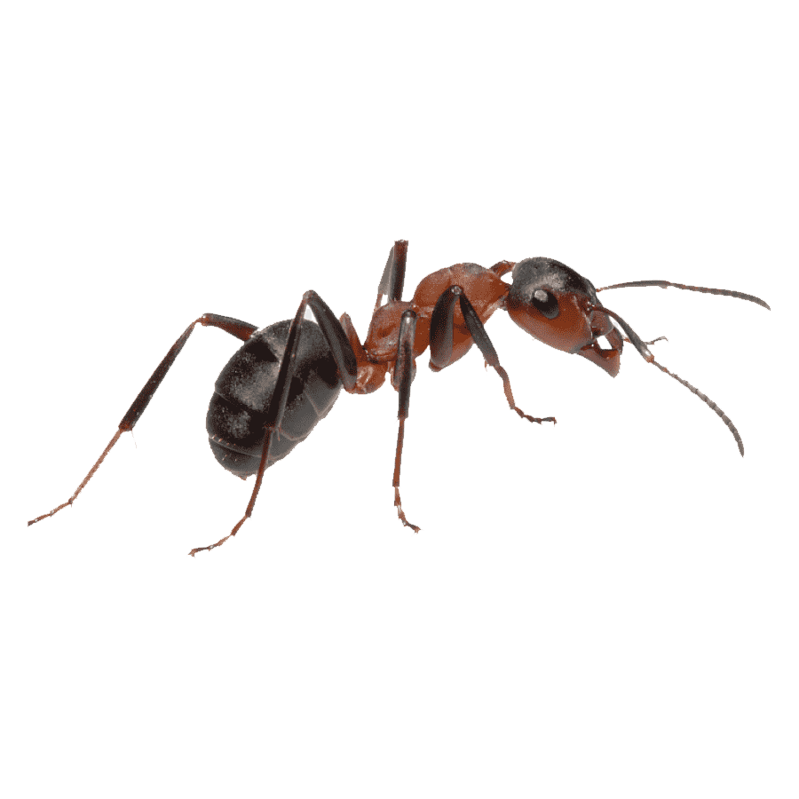 Carpenter Ant Transparent Picture