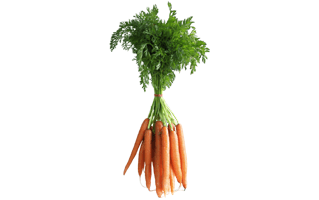 Carrot Greens PNG