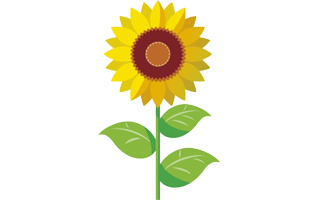 Cartoon Sunflower PNG