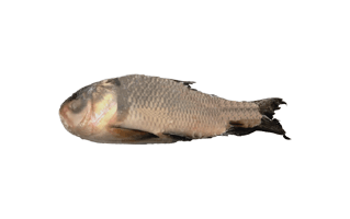 Puffer Fish PNG