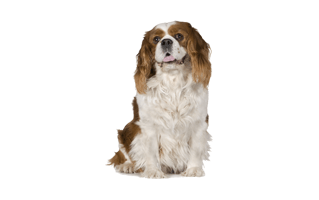 Cavalier King Charles Spani PNG