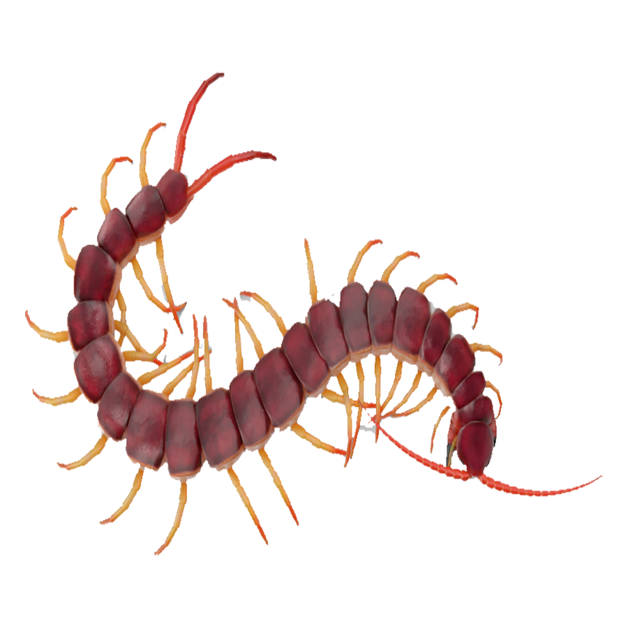 Centipede Transparent Image