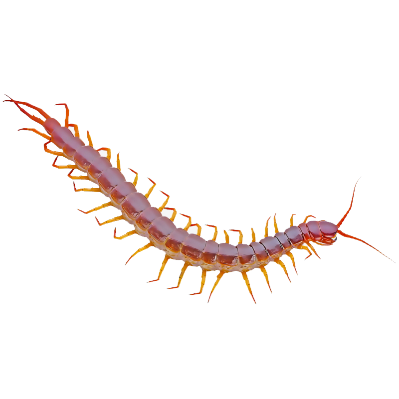 Centipede Transparent Photo